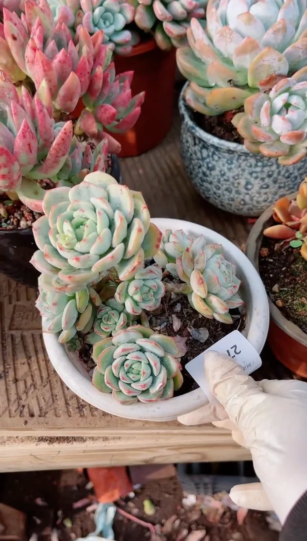 【闪购商品】27090多肉