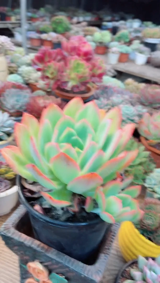 【闪购商品】23323