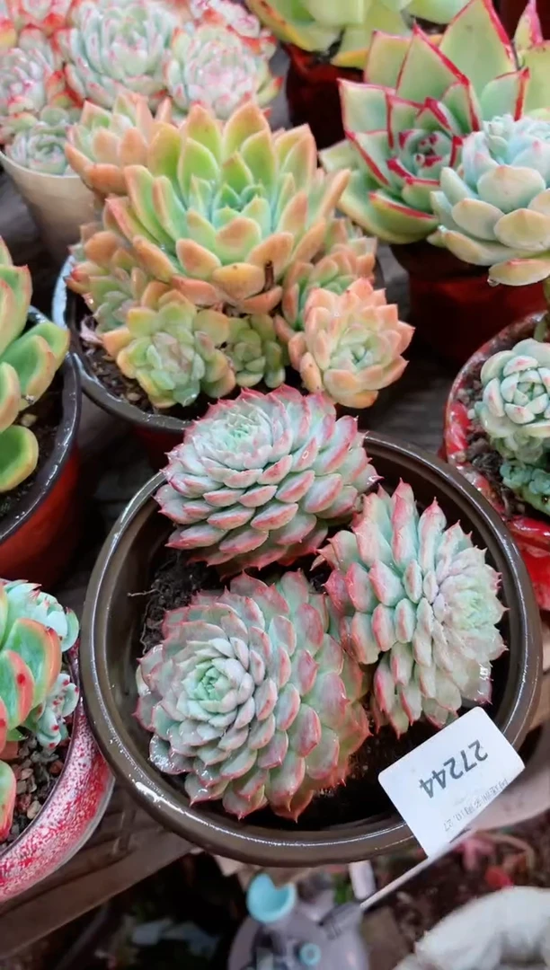 【闪购商品】27244多肉