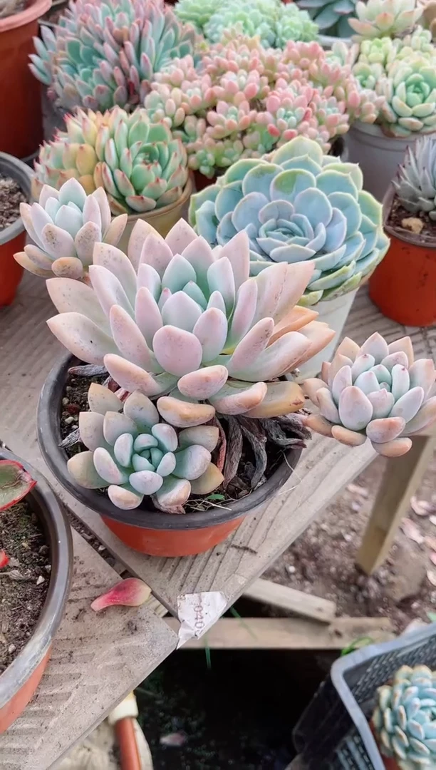 【闪购商品】24056