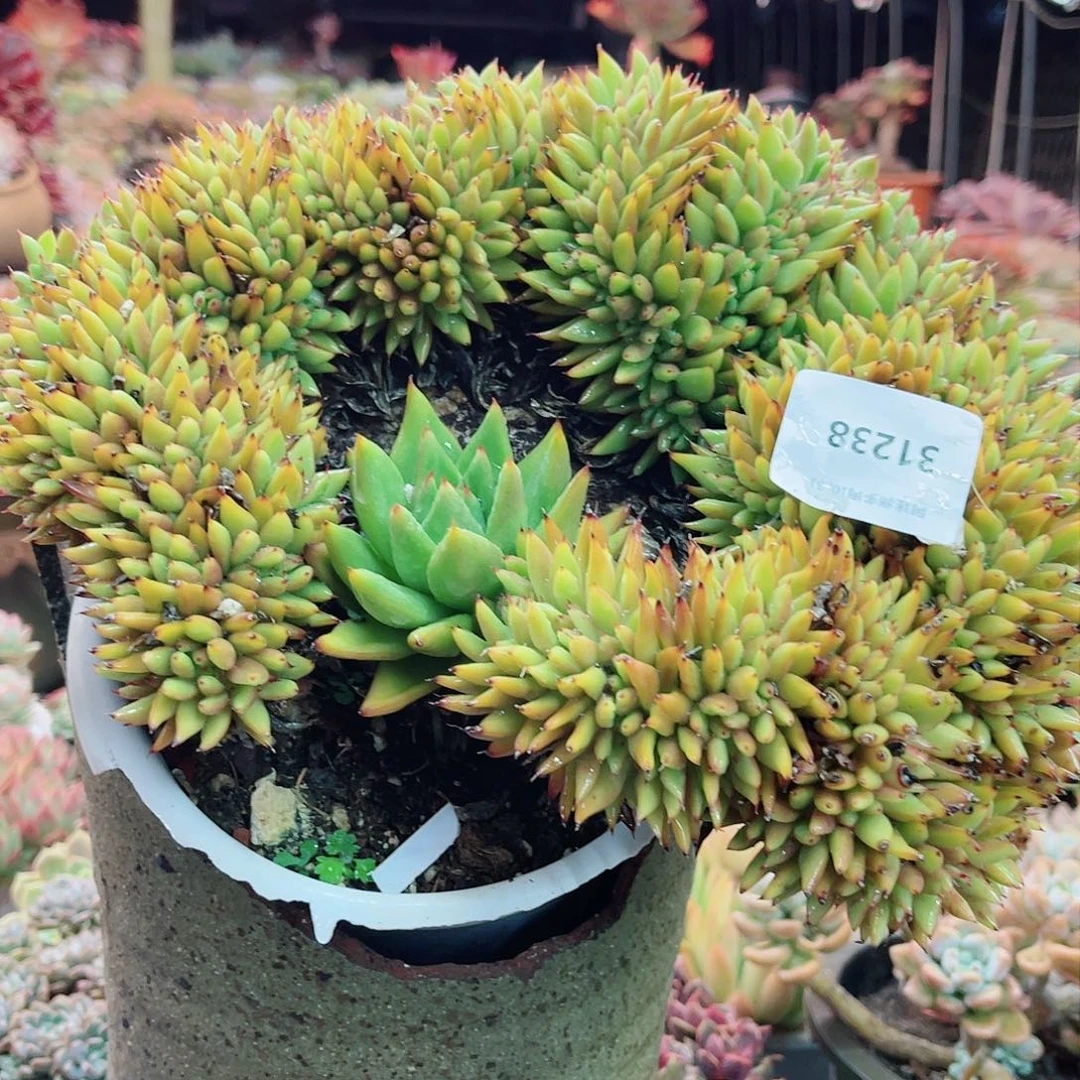 @**** 31238多肉植物