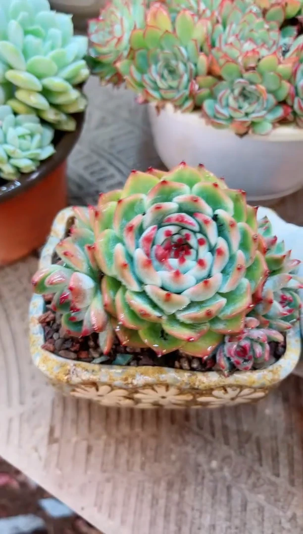 【闪购商品】30220多肉