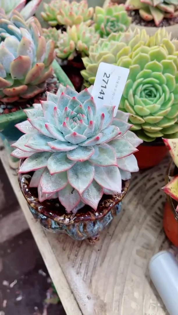 【闪购商品】27141多肉