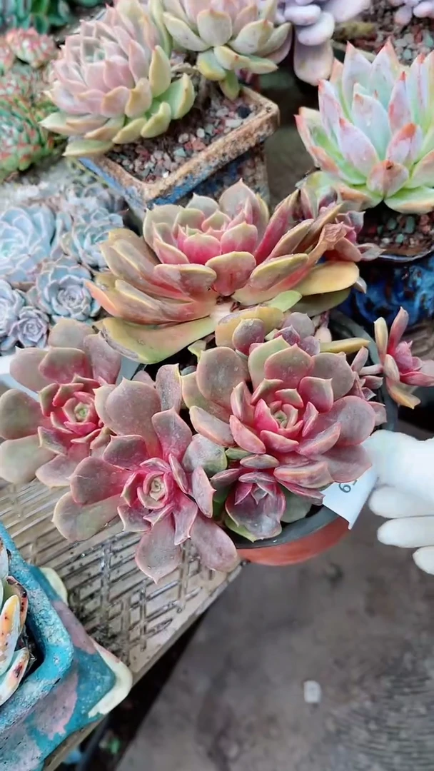 【闪购商品】16059