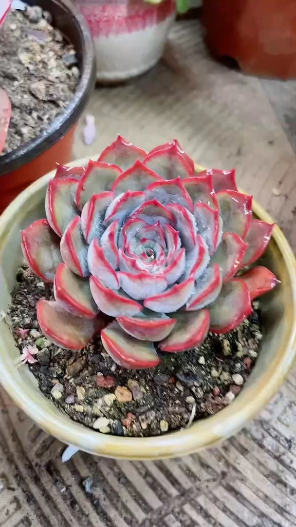 【闪购商品】08012多肉