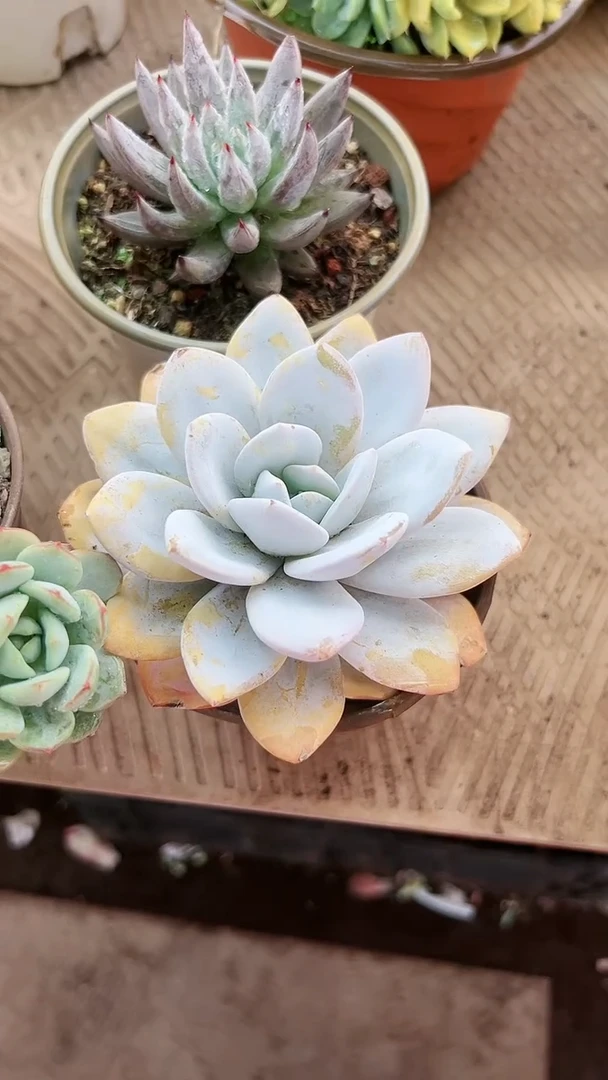 【闪购商品】17031多肉