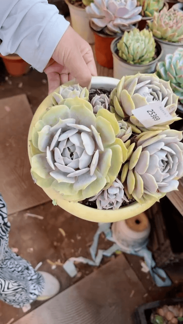 【闪购商品】25369多肉