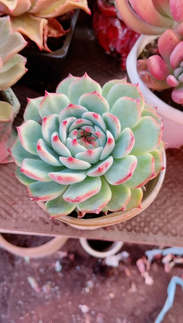 【闪购商品】27062多肉