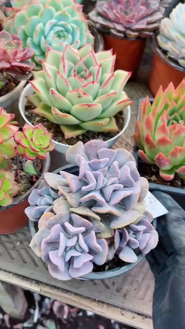 【闪购商品】25232