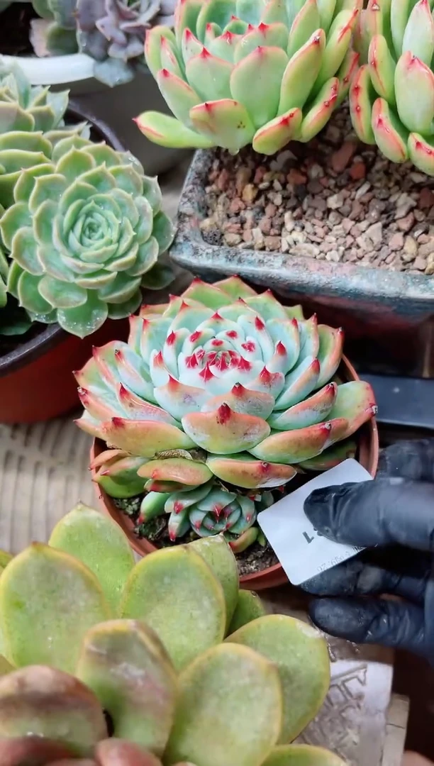 【闪购商品】26031