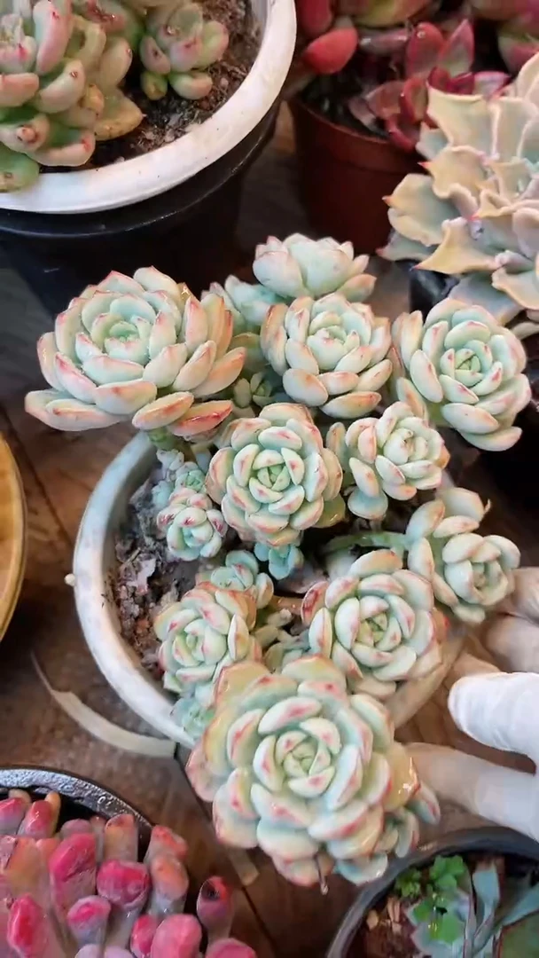 【闪购商品】18199