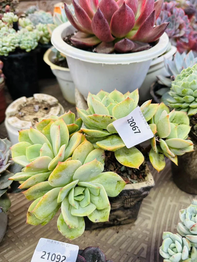 多肉植物精品22067