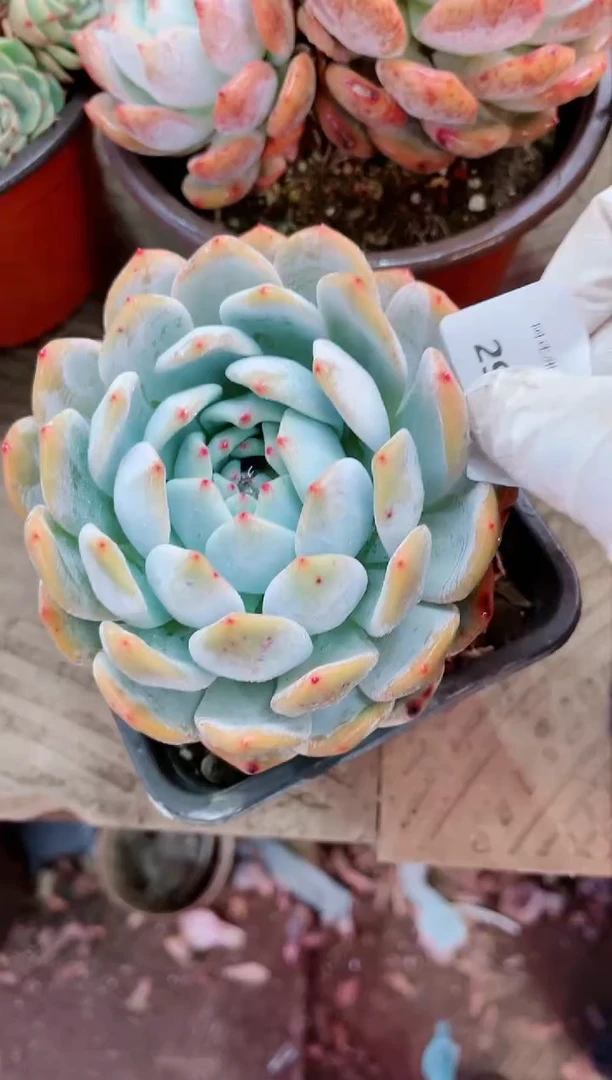 【闪购商品】29086多肉