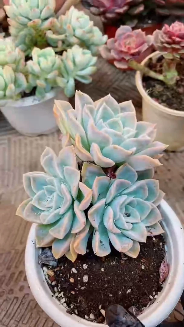 【闪购商品】25309