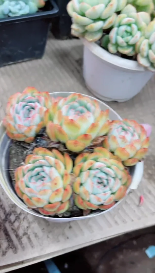 【闪购商品】26153