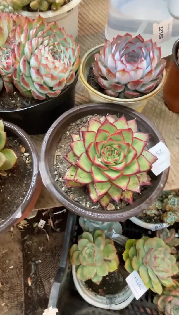 【闪购商品】25165