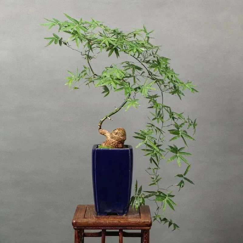 正宗小叶簕竹盆景海岛栀子花海岛春花室内室外勒竹盆景养不死老桩