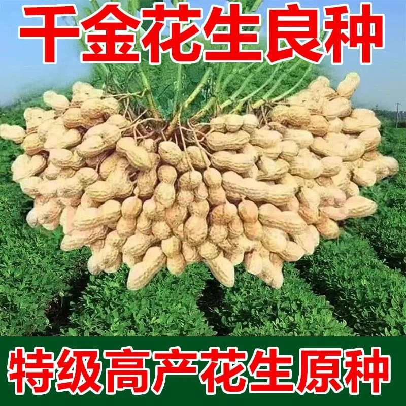 【超高产花生种子】大粒花生新种子薄皮早熟矮杆农科院种籽批发