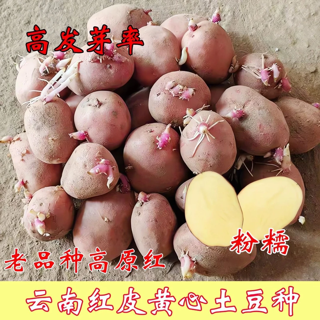 云南红皮黄心土豆种子早熟原种秋冬春季发芽高产红皮马铃薯种子