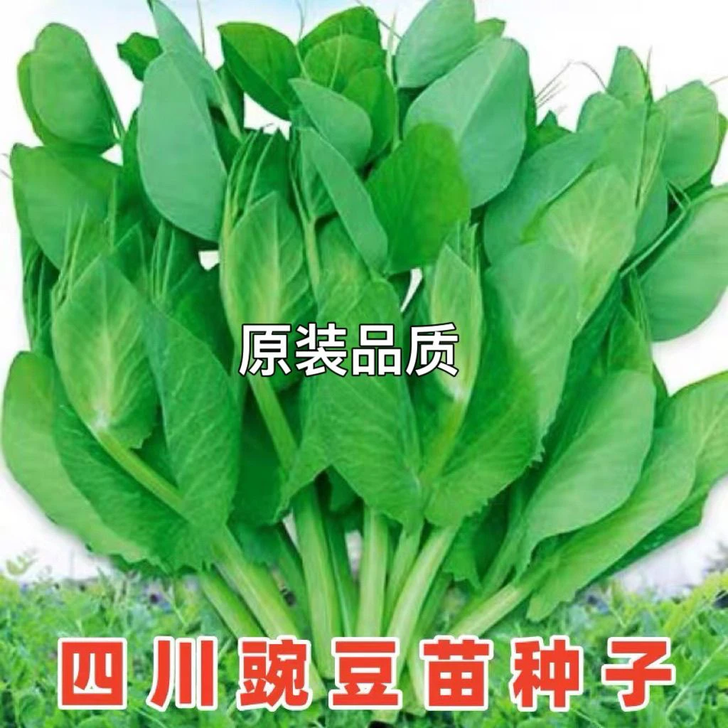 大胖无须豌豆尖种子豌豆苗种籽碗豆颠荷兰豆四川秋冬季田园蔬菜孑