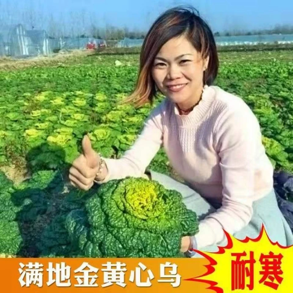 【苞出芽】黄心乌塌菜种子耐寒黄心菜种籽菊花心菜籽种易种种子种植