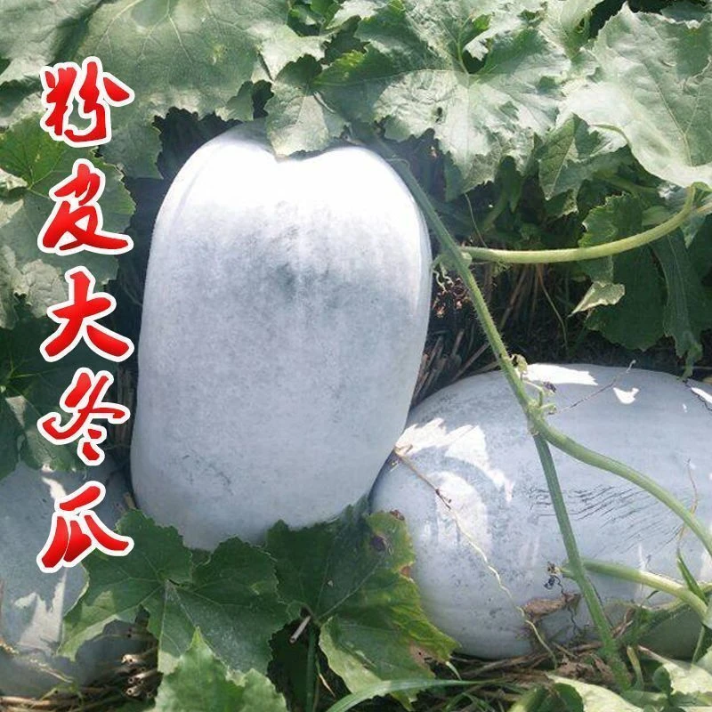 【秋播】粉皮冬瓜种子特大高产不搭架满地爬一年四季春秋耐热耐寒