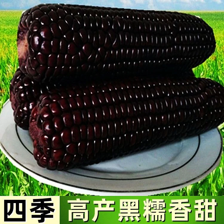 【秋播】黑甜糯玉米黑糯玉米种子耐高温紫玉米耐热耐寒