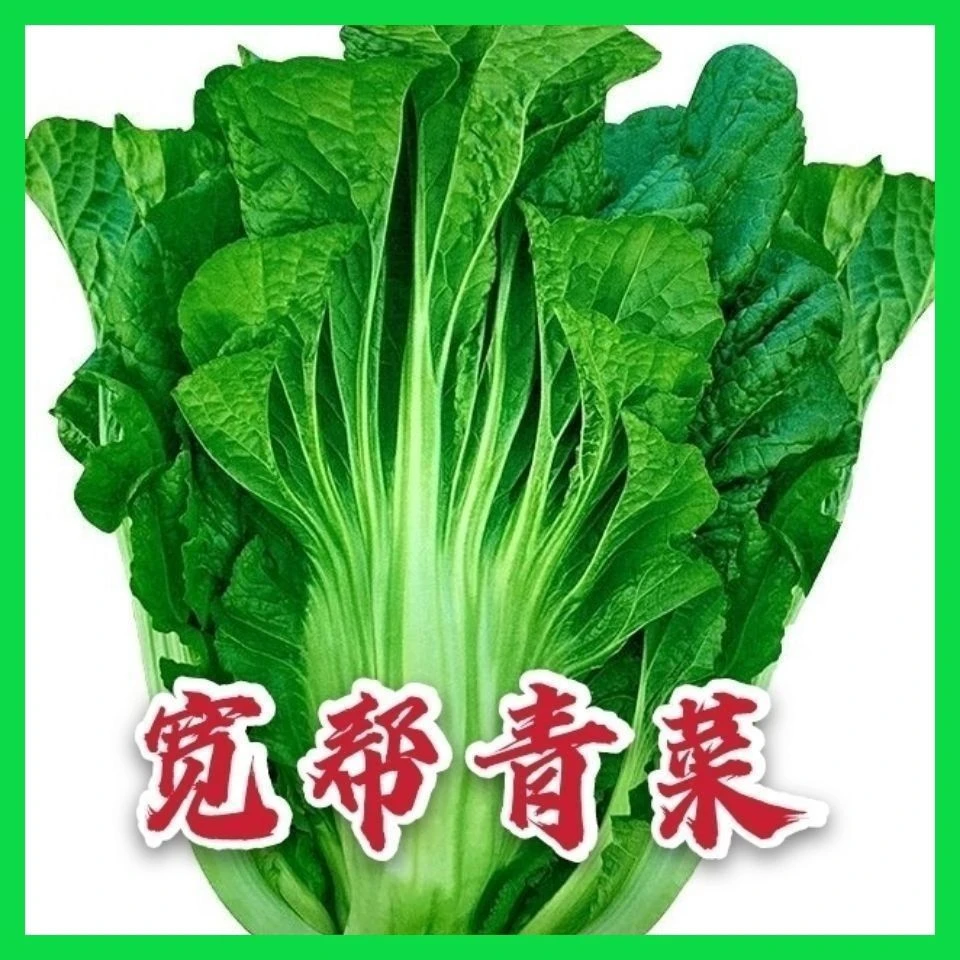 【苞出芽】宽帮青菜种子腌渍泡菜酸菜腌菜四川芥菜中熟大叶高产秋