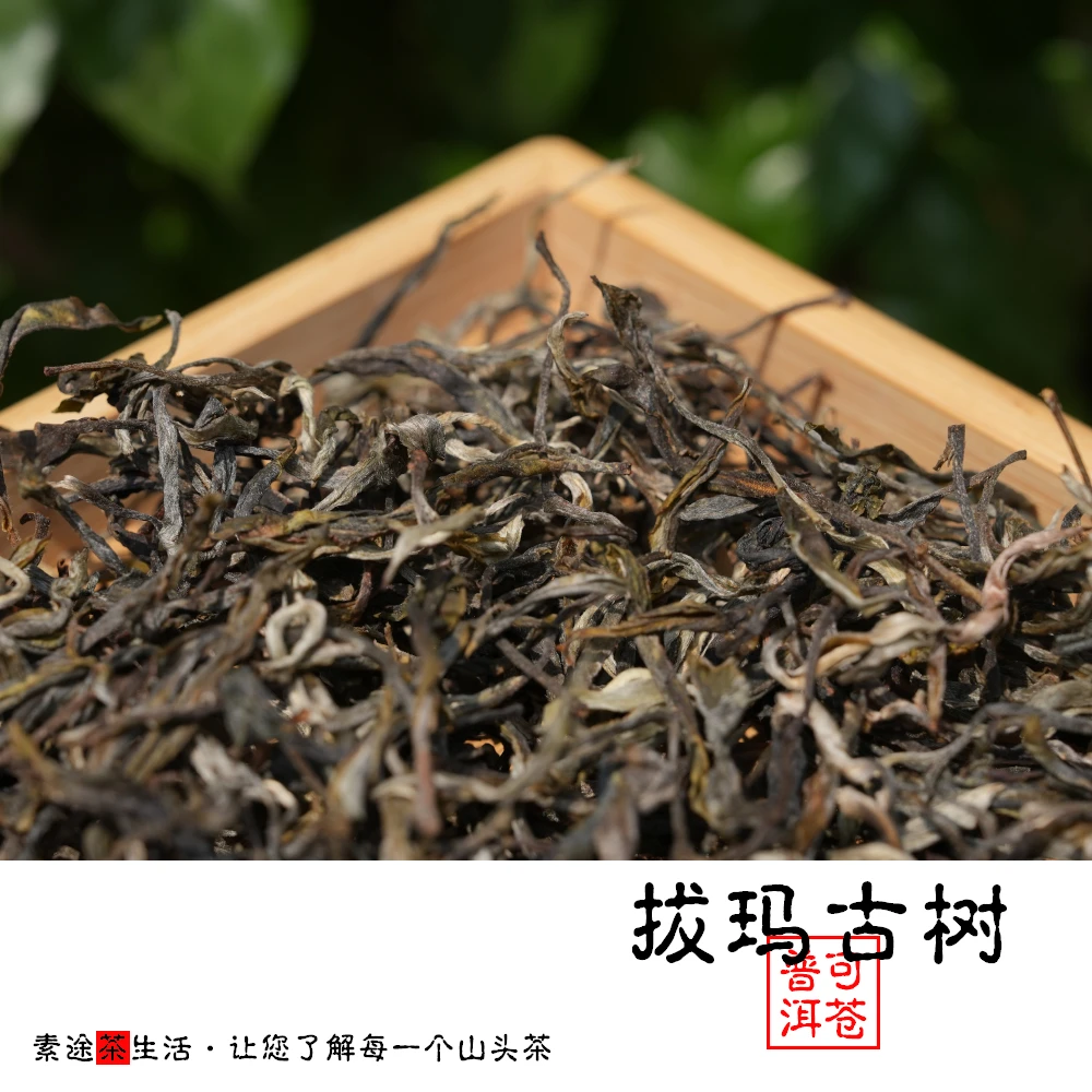 2025年云南普洱茶生茶勐海拔玛秋茶挑古树普洱生茶散茶茶叶