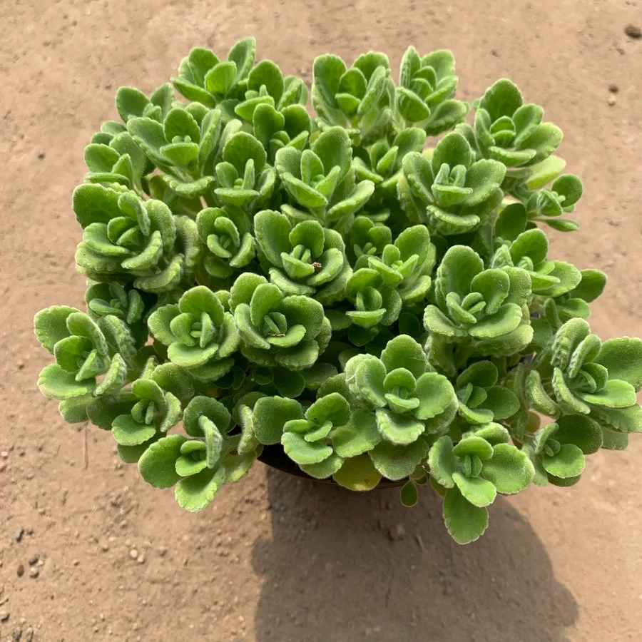 碰碰香一抹香香味盆栽浓香型绿植可食用客厅阳台驱蚊