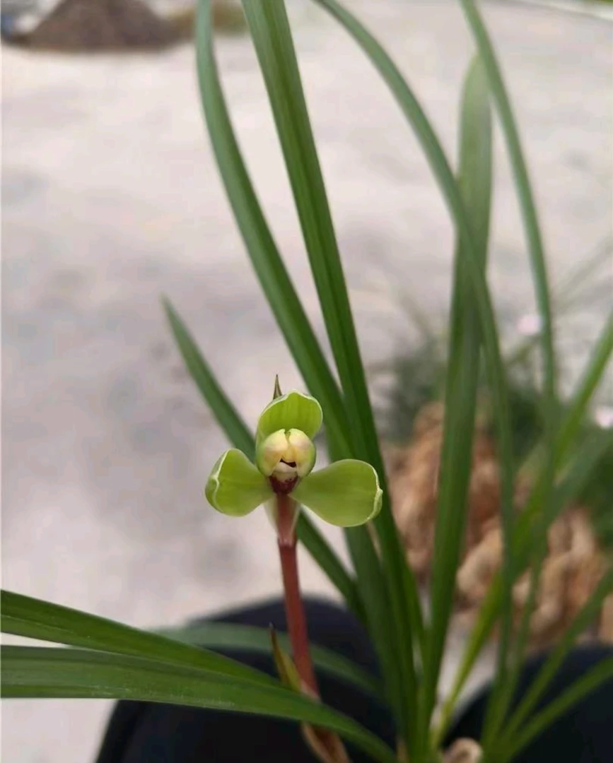 兰花春兰花卉浓香兰花万字 大苗 壮苗