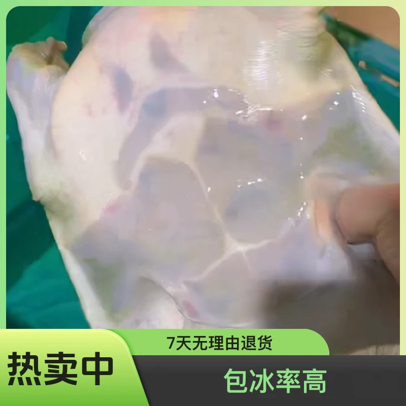 水库甲鱼(私拍不发联系客服看鱼改价称重)水产