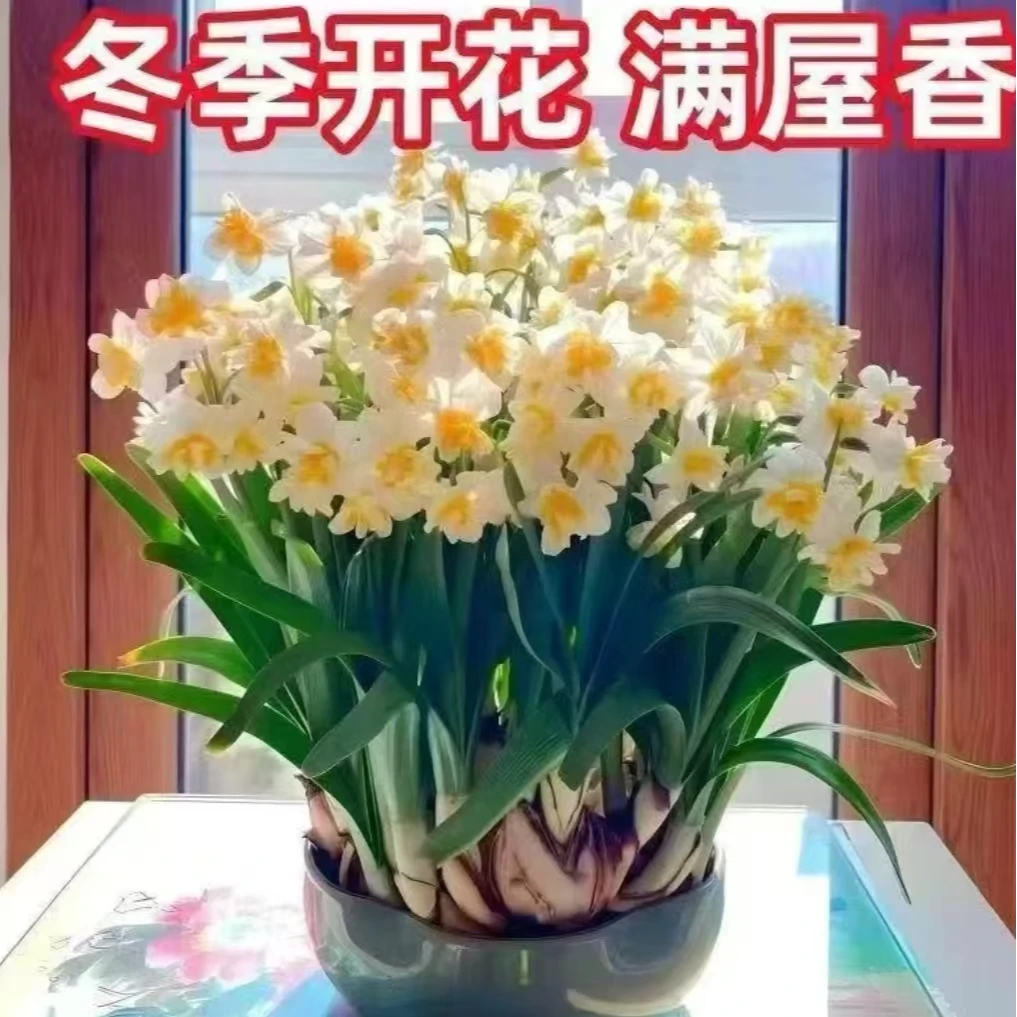 水仙花盆栽耐寒室内水养种球水培年宵花浓香型好样活
