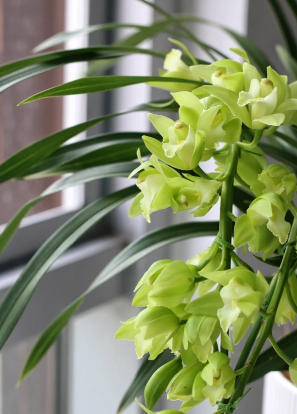 【绿色空间】【两支花剑】大花惠兰 盆栽花卉