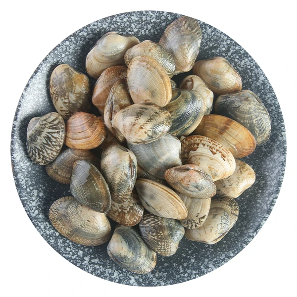 鲜活大花蛤 500g(30-40粒)
