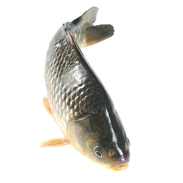 白鲫鱼 300g