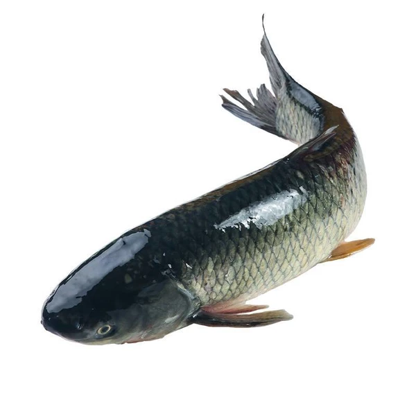 鲜活草鱼(默认宰杀,不杀请备注) 1.3-1.5kg