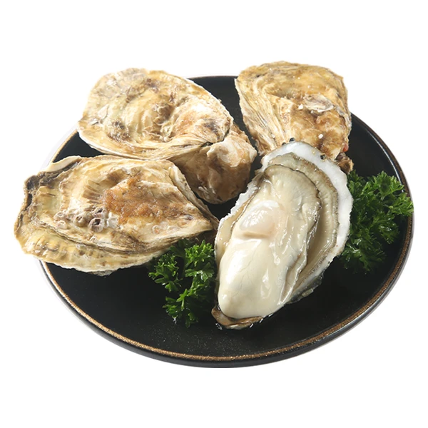 鲜活超大乳山生蚝 240-250g/个