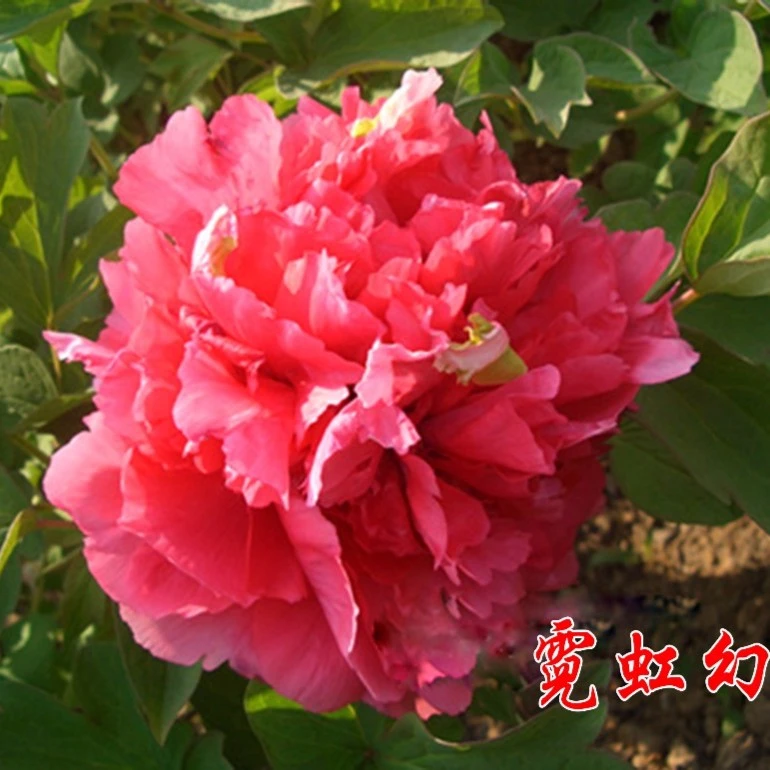 观赏牡丹花苗秋天发苗