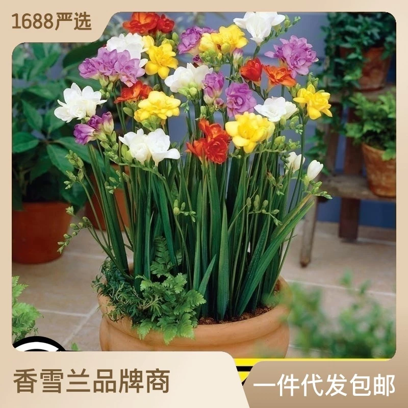 香雪兰盆栽带芽带花小苍兰种球室内阳台四季好养郁金香花卉绿植物