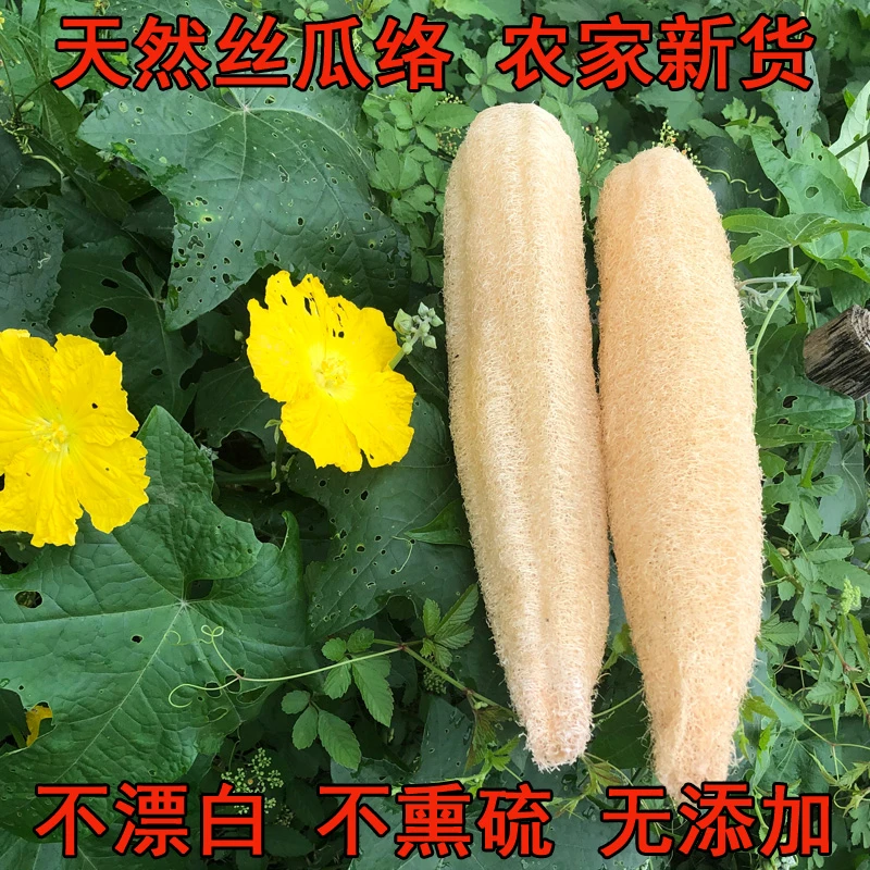 丝瓜络农村自种老丝瓜天然煮水丝瓜囊布丝瓜瓤筋洗碗不沾油不伤手