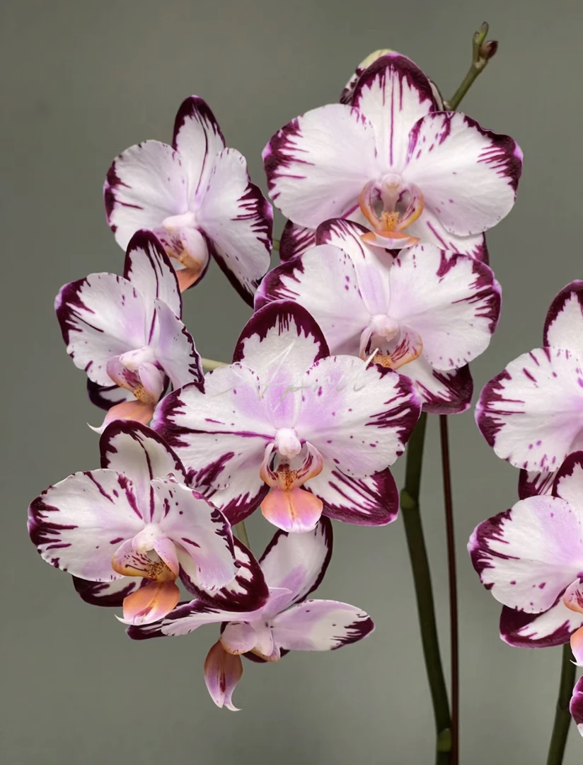 【哈根达斯】蝴蝶兰超稀有品种哈根达斯发货链接2.8未出剑