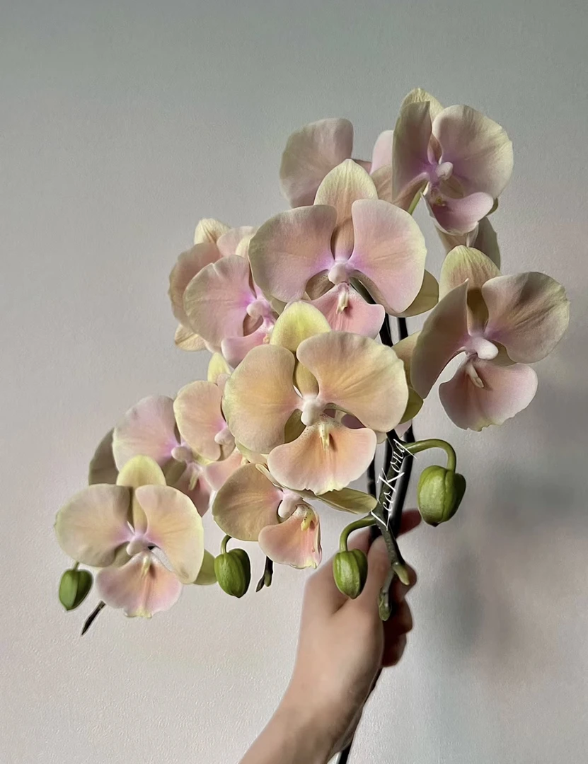 【黄袍出剑苗】蝴蝶兰黄袍3.0寸出剑苗发货