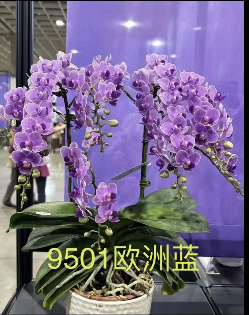 【欧洲小蓝】蝴蝶兰高端系列欧洲小蓝3.5寸未出梗发货