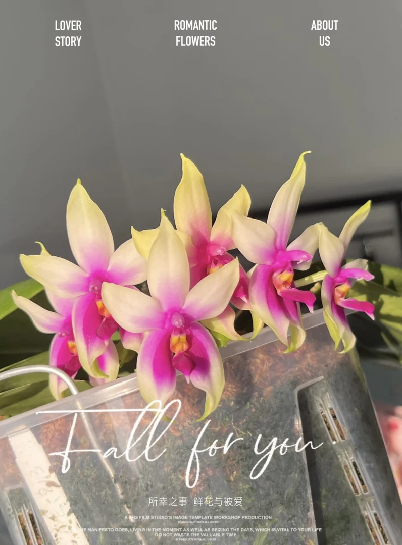 【原生种的盾花盲盒】蝴蝶兰原生种盲盒开花发货（2.8寸超级香）