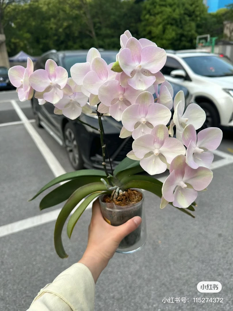【大苗未出剑】蝴蝶兰威尼斯大苗未出剑发货