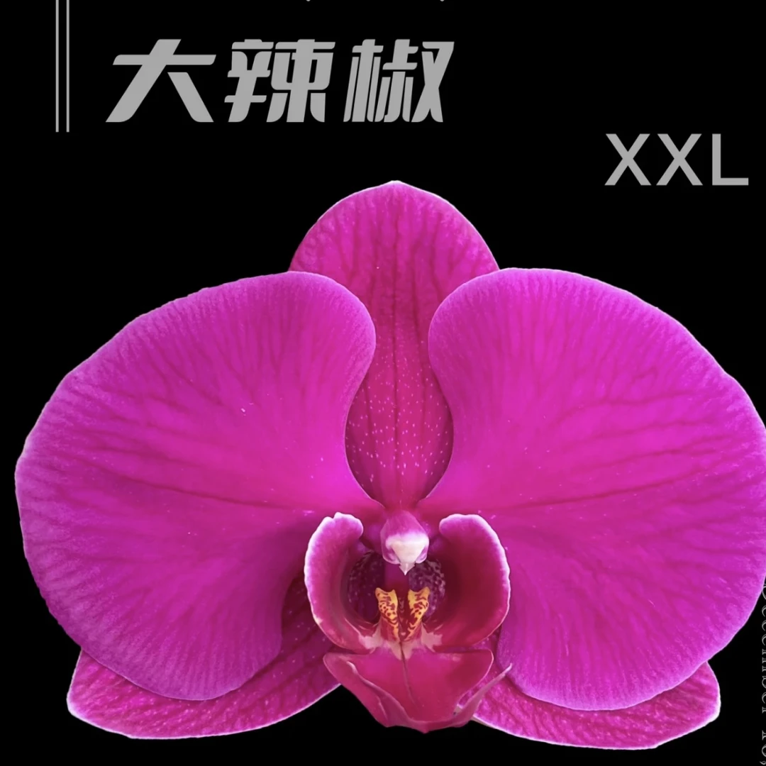 【出剑苗】王牌大辣椒（叶子太大易开裂，介意慎拍）