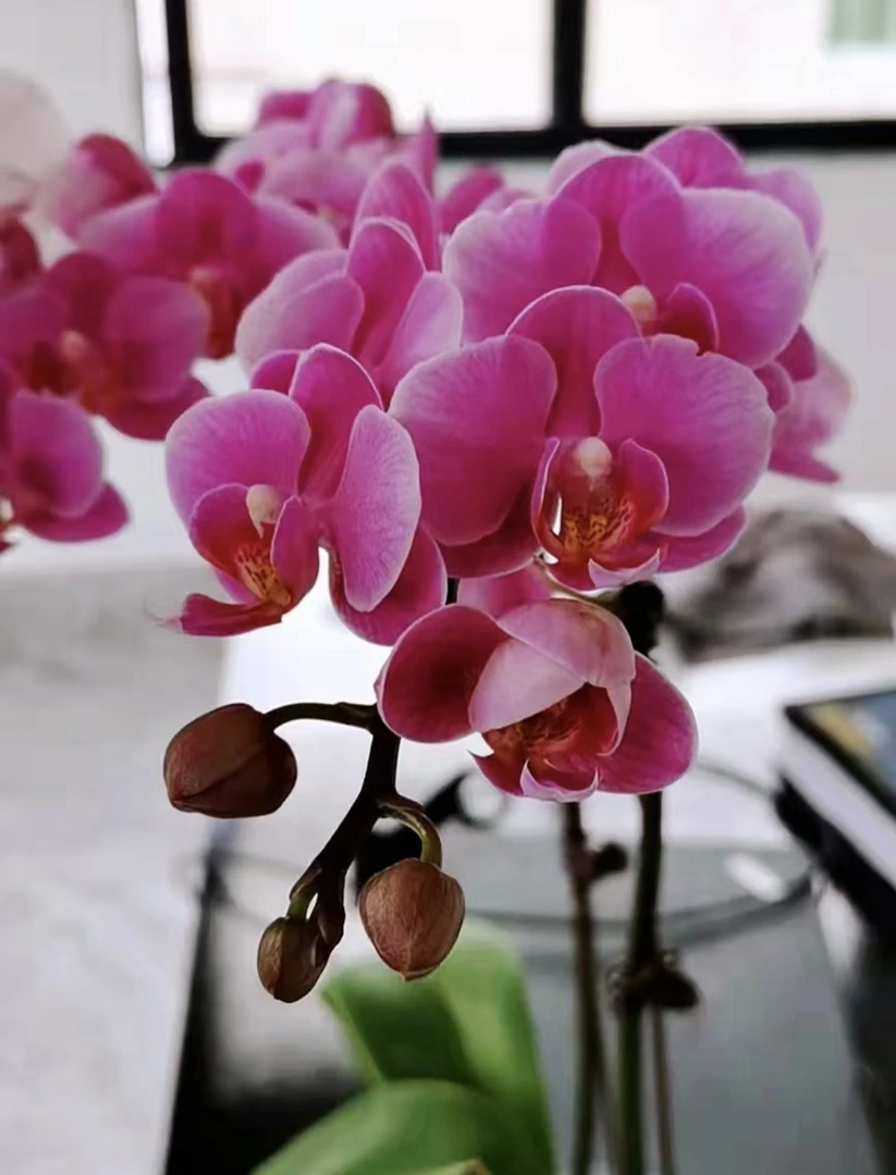 【带花带花苞】单花剑骄阳爆花机器出剑苗发货（苗情超级好）