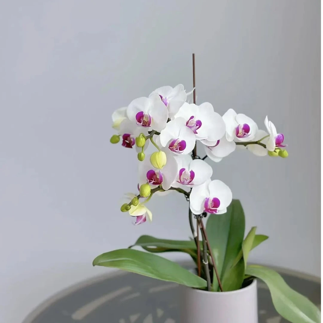 【雪玉】蝴蝶兰雪玉3.5未出梗发货