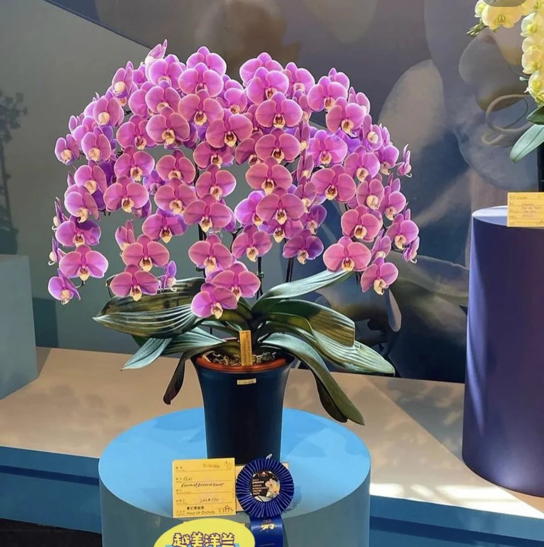 【赛冰冰】蝴蝶兰赛冰冰3.5寸未出剑发货（叶片开裂，介意勿拍）